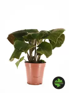 Begonia masoniana