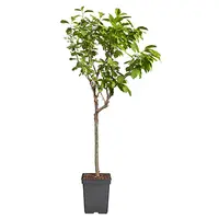 Bomen