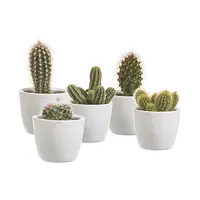 Cactussen en vetplanten
