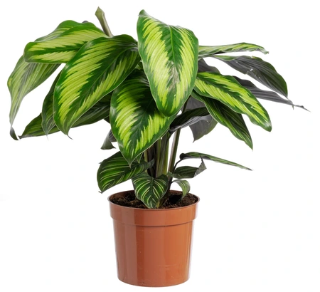 Calathea 'Beautystar'