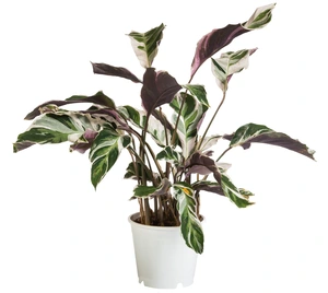 Calathea Fushion White