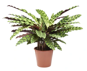 Calathea lancifolia