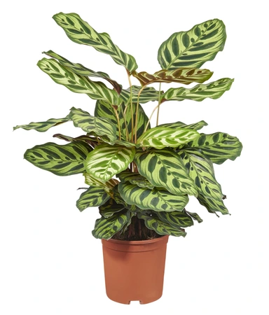 Calathea makoyana