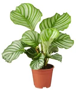 Calathea orbifolia