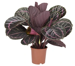 Calathea rosea-picta 'Dottie'