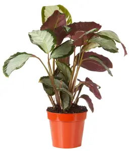 Calathea rosea-picta 'Rosastar'