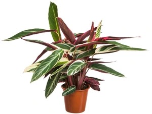 Calathea Stromanthe 'Triostar'