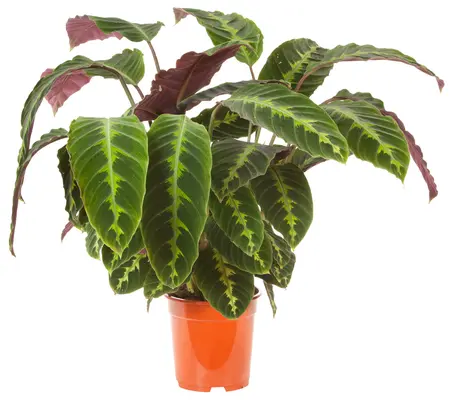 Calathea warscewiczii