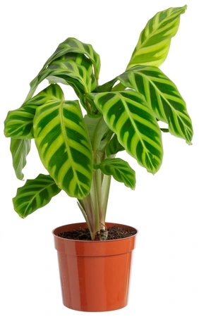 Calathea zebrina