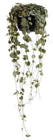 Ceropegia woodii