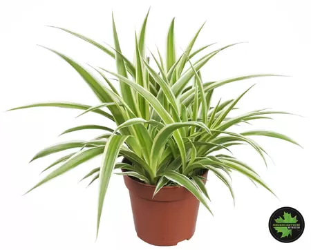 Chlorophytum