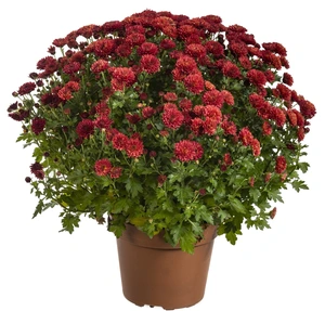 Chrysanthemum diverse kleuren - afbeelding 4