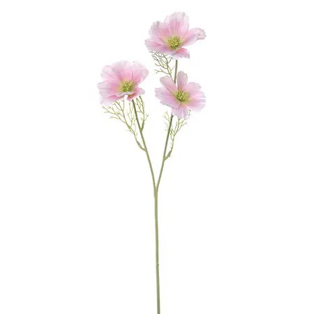 Cosmos roze