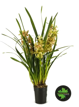 Cymbidium