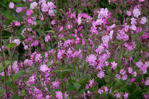 Dagkoekoeksbloem - Silene dioica