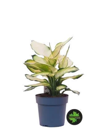 Dieffenbachia