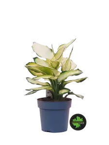 Dieffenbachia