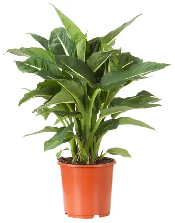 Dieffenbachia 'Hilo'