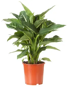 Dieffenbachia 'Hilo'