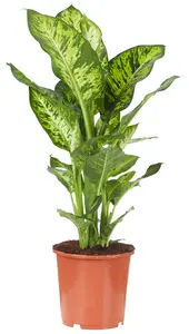 Dieffenbachia 'Mars'