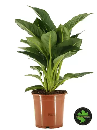 Dieffenbachia seguine 'Green Magic'