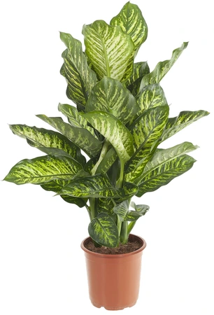 Dieffenbachia seguine ‘Maroba’