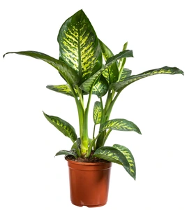 Dieffenbachia seguine ‘Tropic Snow’