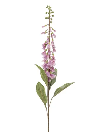 Digitalis fuchsia