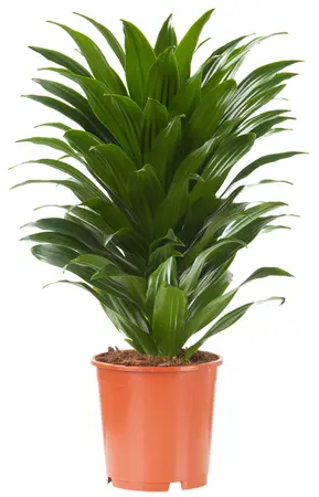 Dracaena fragrans 'Compacta' - afbeelding 1