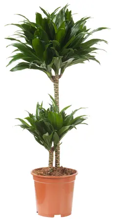 Dracaena fragrans 'Compacta' - afbeelding 2