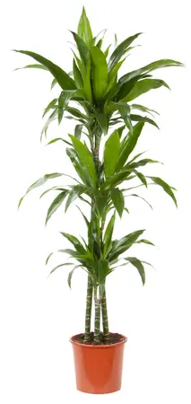 Dracaena fragrans 'Janet Craig'