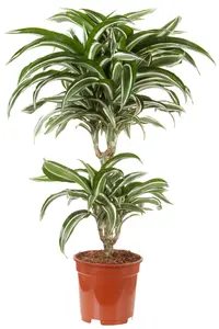 Dracaena fragrans 'Kanzi'