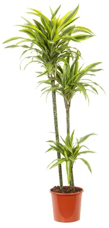 Dracaena fragrans 'Lemon Lime' 