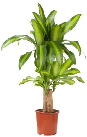 Dracaena fragrans 'Massangeana'