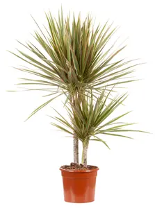 Dracaena marginata 'Bicolor'