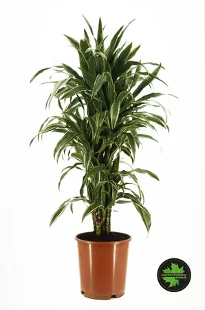 Dracaena warneckei