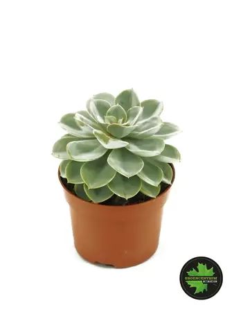 Echeveria groen - afbeelding 1