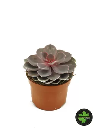 Echeveria rood - afbeelding 1