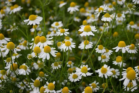 Echte kamille - Matricaria chamomilla