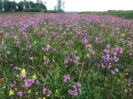 Echte koekoeksbloem - Silene flos-cuculi - afbeelding 2