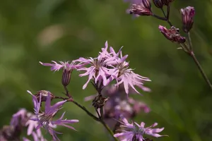 Echte koekoeksbloem - Silene flos-cuculi - afbeelding 1