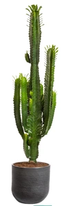 Euphorbia acruensis