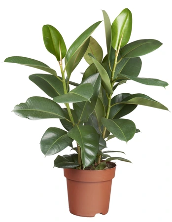 Ficus elastica 'Robusta'