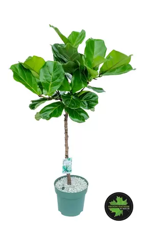 Ficus Lyrata