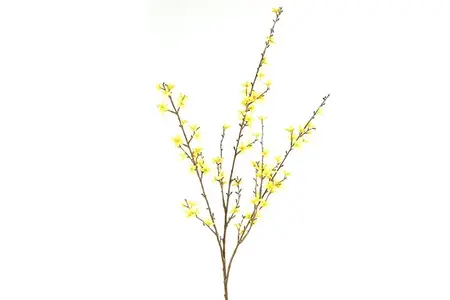 Forsythia L geel - afbeelding 1