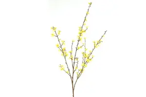 Forsythia L geel - afbeelding 1