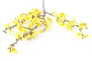 Forsythia L geel - afbeelding 2