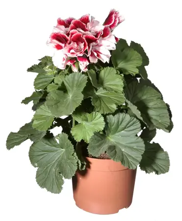 Franse geranium - afbeelding 1