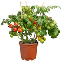 Fruitbomen en groente kweken