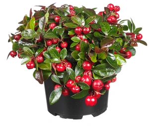 Gaultheria